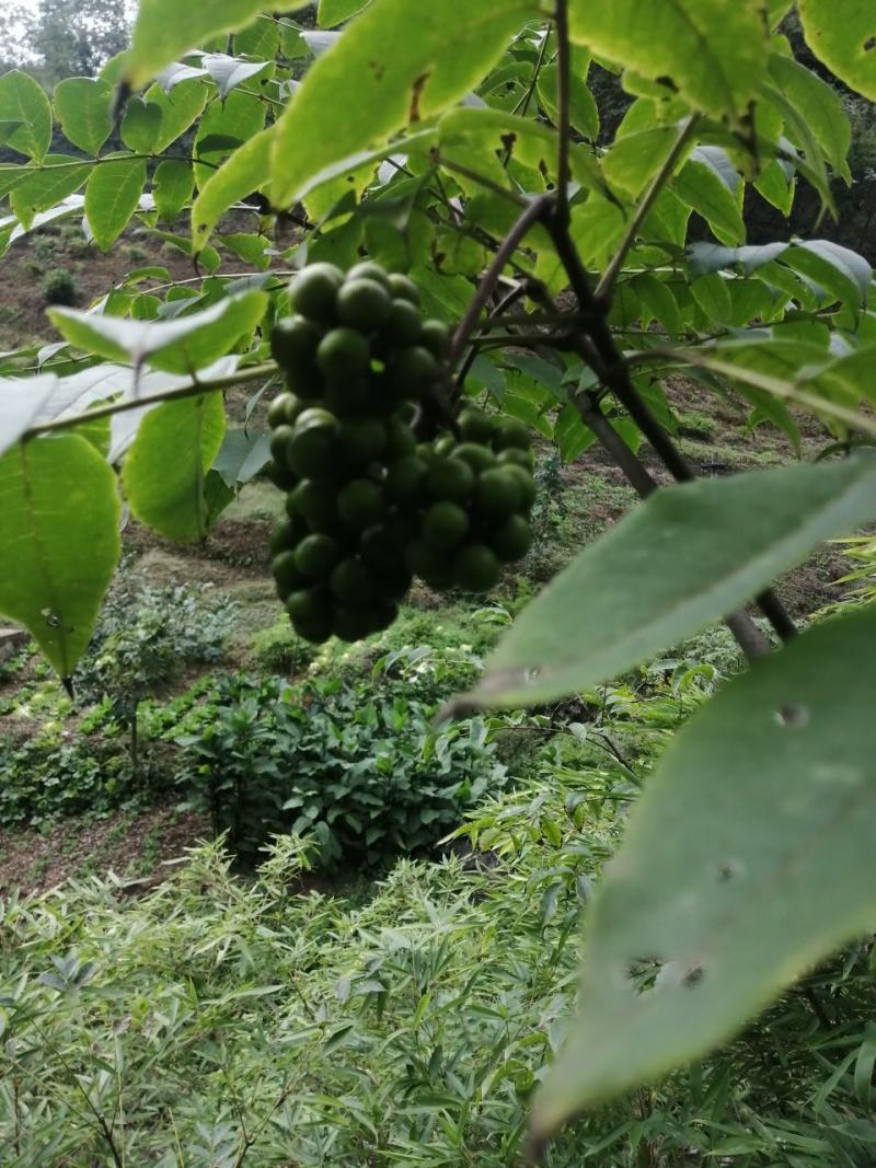 黄柏籽，厚皮鲜籽。
