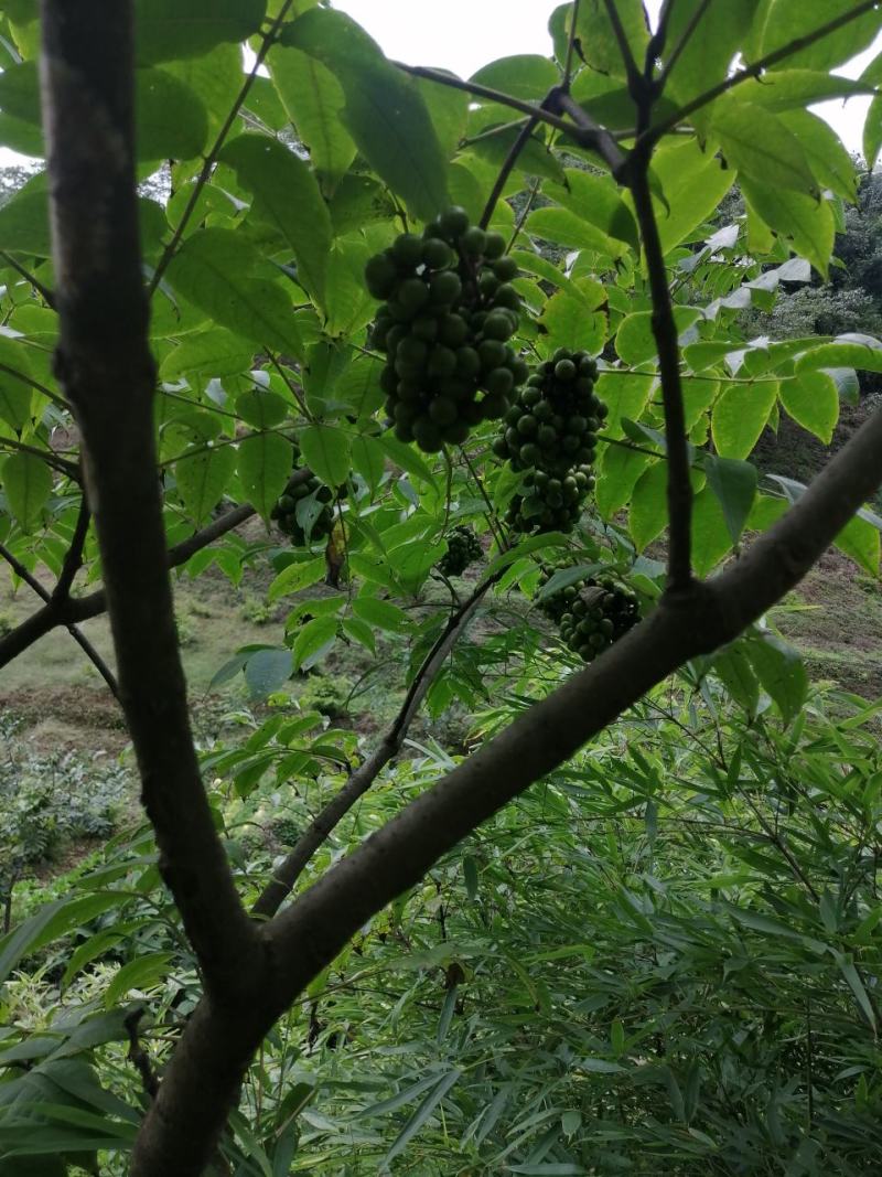 黄柏籽，厚皮鲜籽。