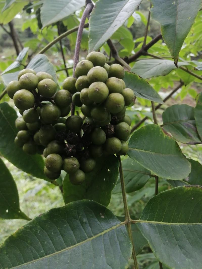 黄柏籽，厚皮鲜籽。
