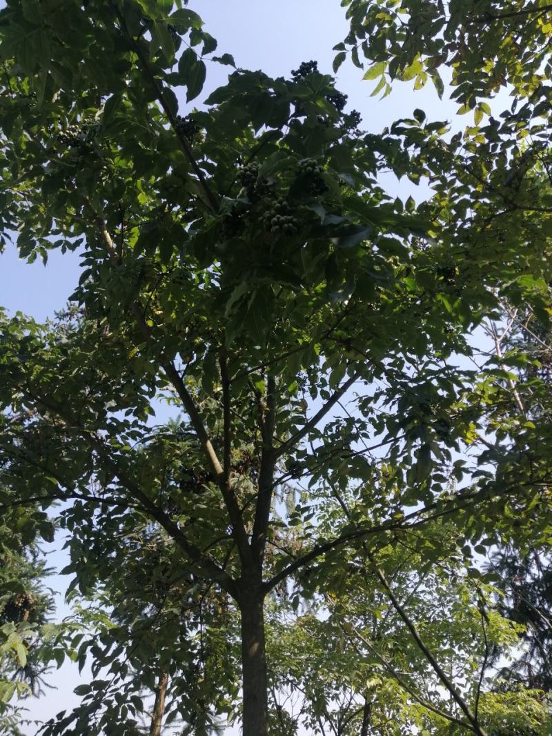 黄柏籽，厚皮鲜籽。