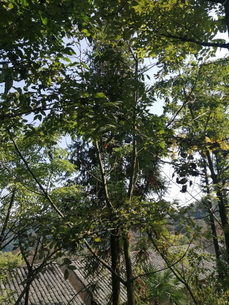 黄柏籽，厚皮鲜籽。