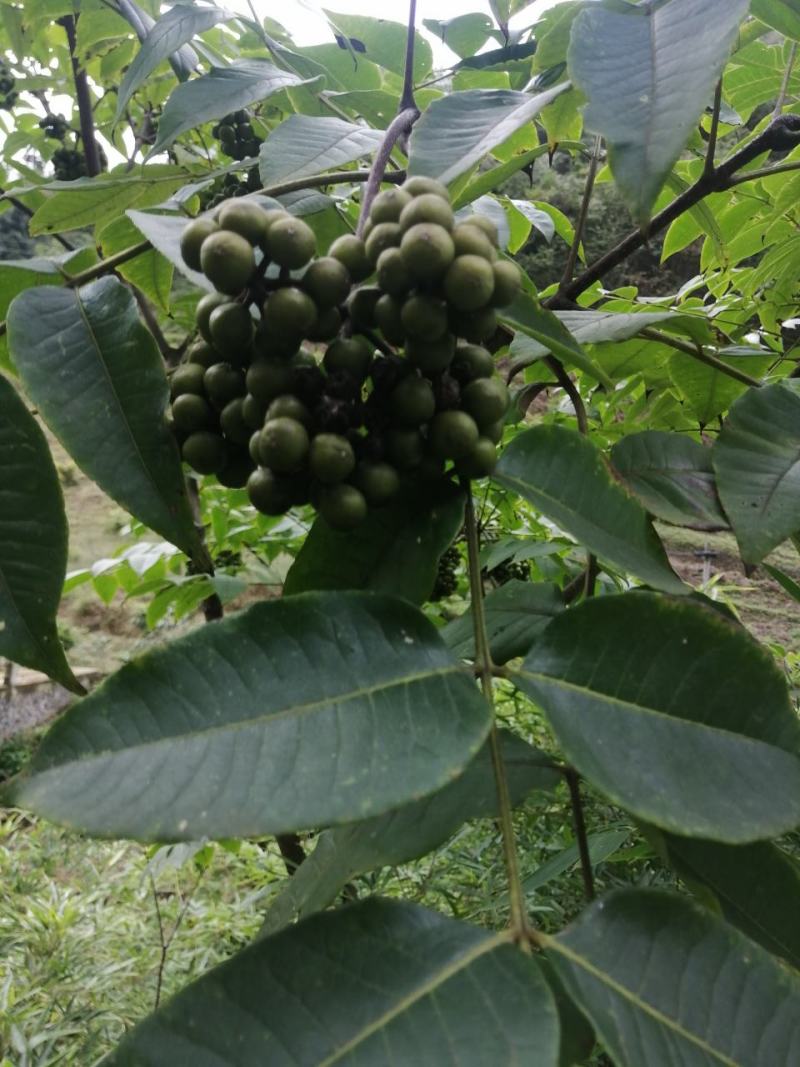 黄柏籽，厚皮鲜籽。
