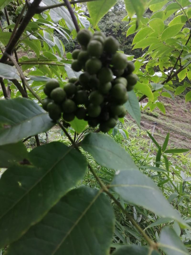 黄柏籽，厚皮鲜籽。