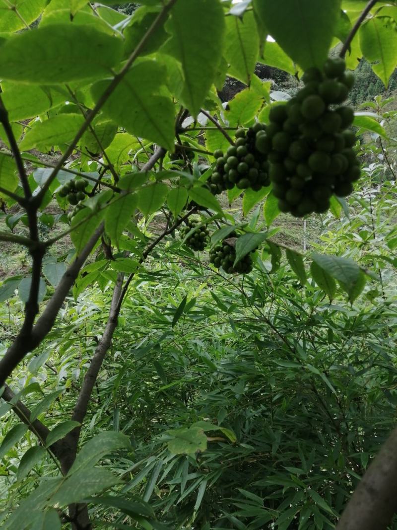 黄柏籽，厚皮鲜籽。