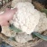 青梗有机花菜松花菜漳州基地一手货源实力代办一条龙服务