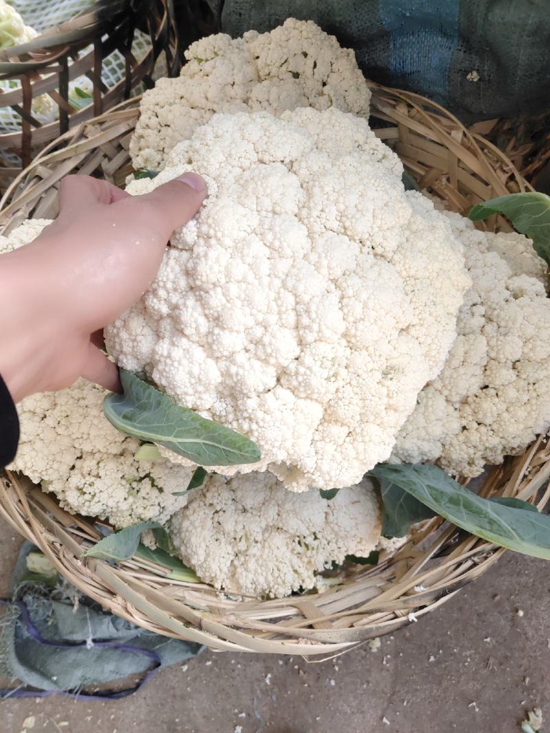 青梗有机花菜松花菜漳州基地一手货源实力代办一条龙服务