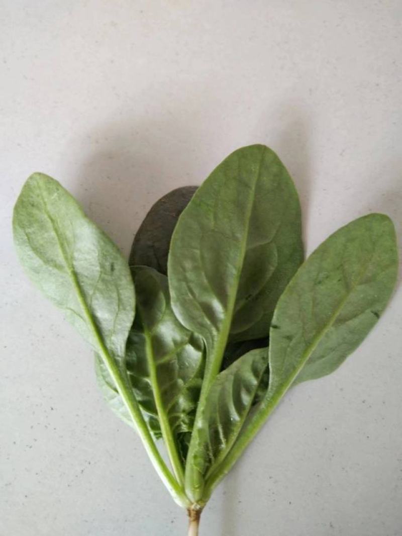 菠菜