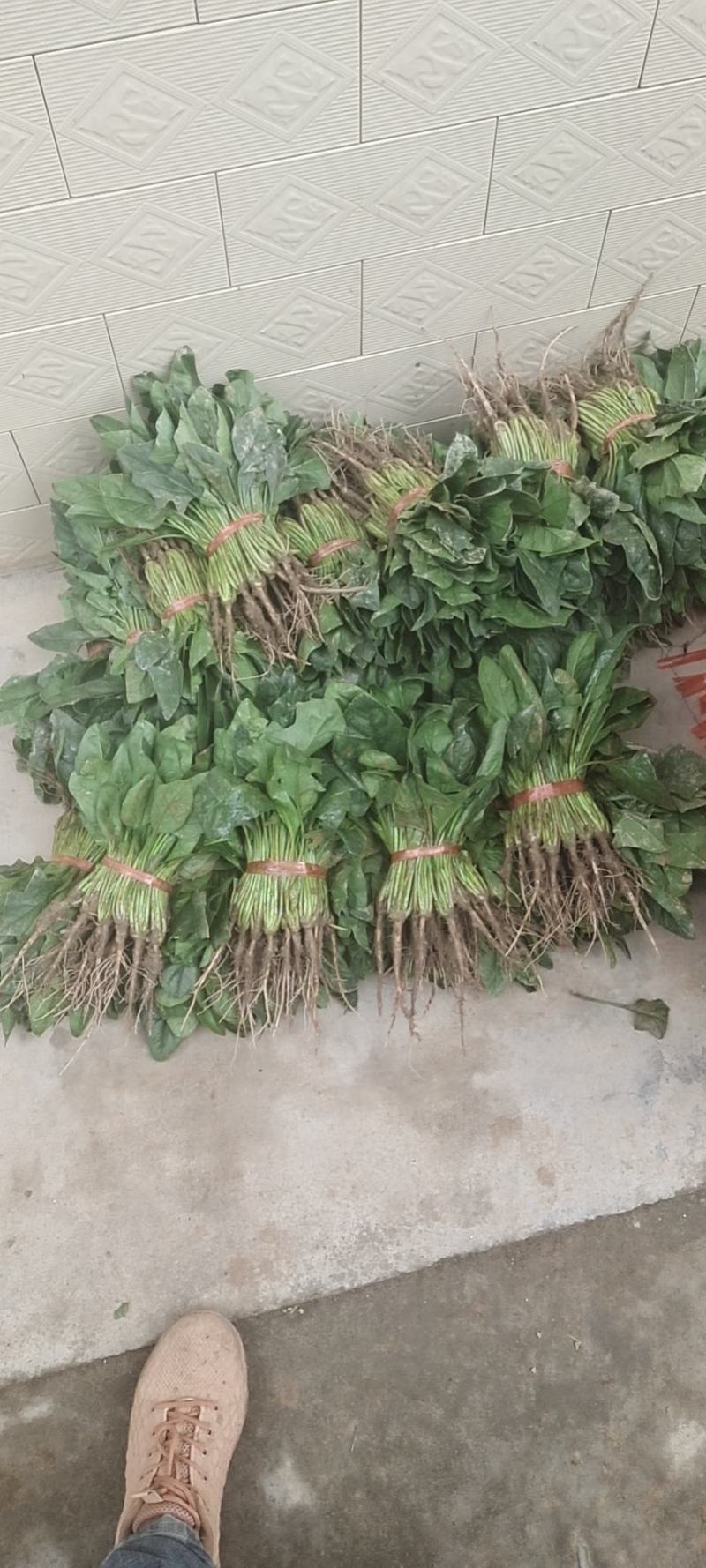 菠菜
