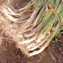忻州本地大葱大量上市章丘大葱