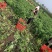 【热卖】芥菜雪里红大量上市，供应各大电商市场工厂