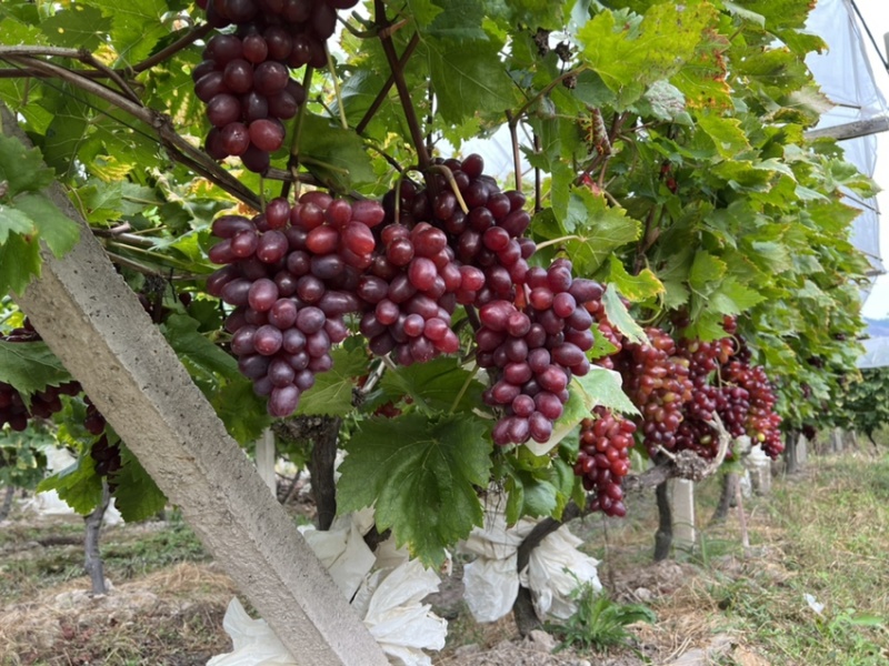 当季新鲜水果温克红提🍇以上市