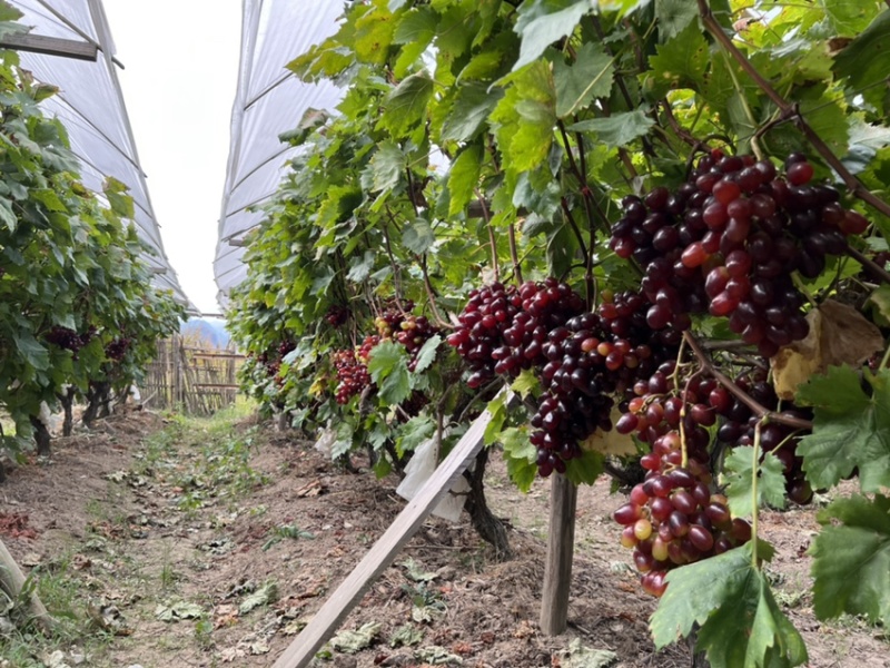 当季新鲜水果温克红提🍇以上市