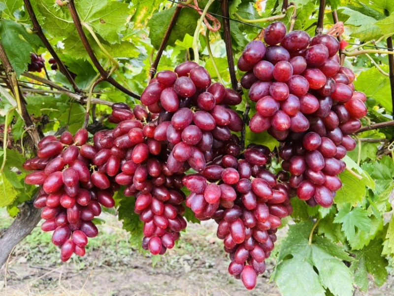 当季新鲜水果温克红提🍇以上市