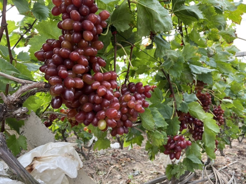 当季新鲜水果温克红提🍇以上市