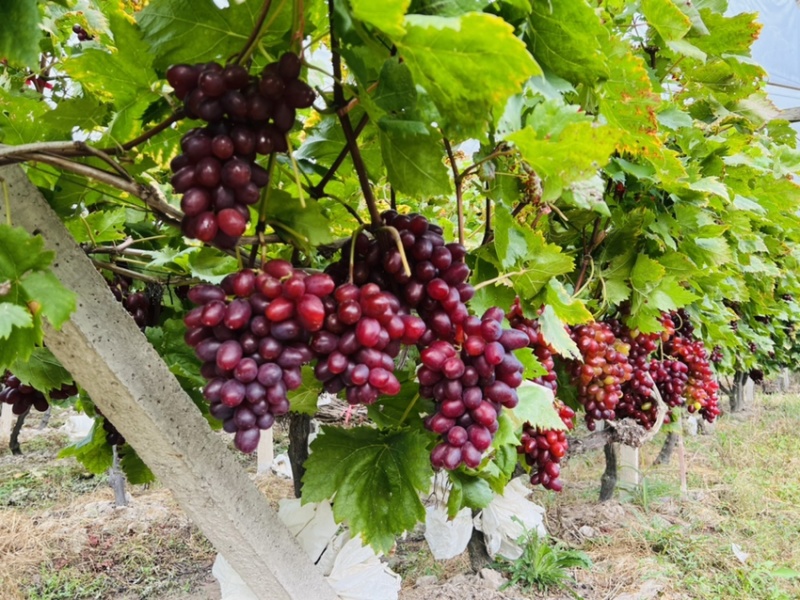 当季新鲜水果温克红提🍇以上市