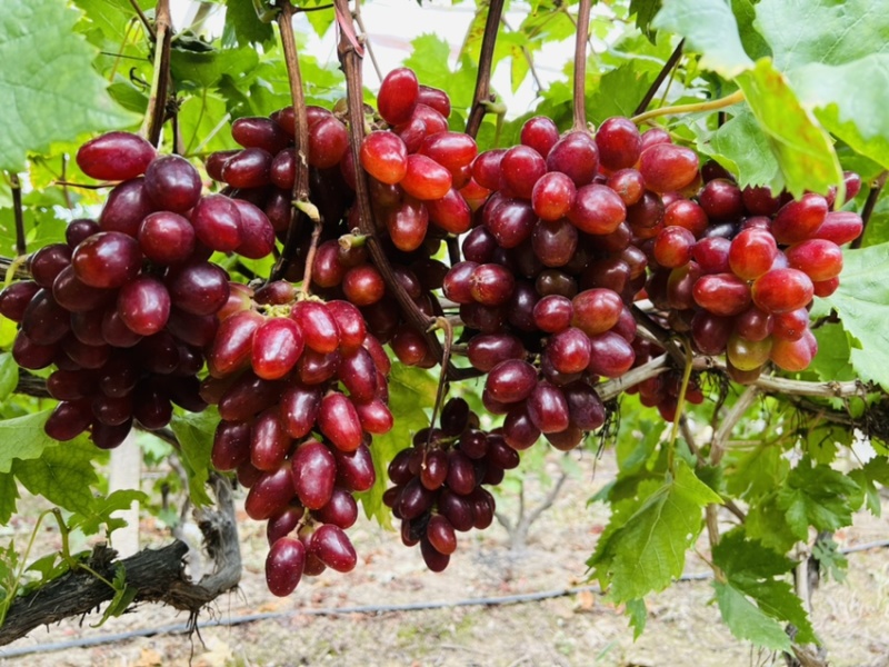 当季新鲜水果温克红提🍇以上市