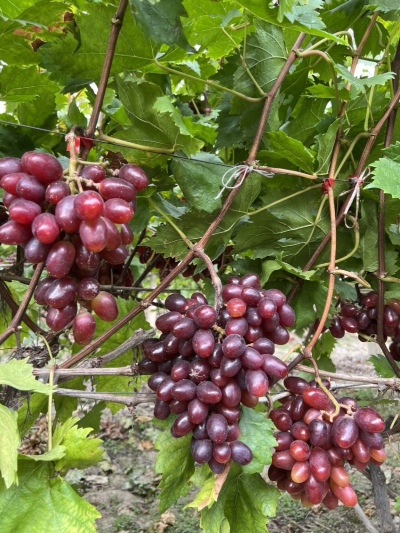 当季新鲜水果温克红提🍇以上市