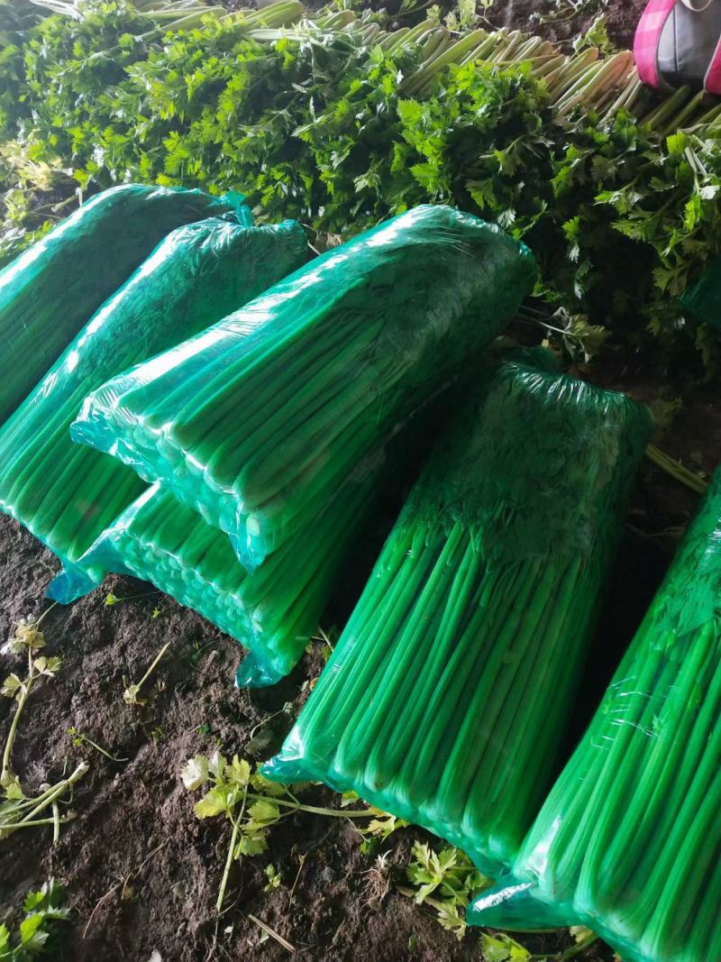 永年芹菜大量有货一手货源价格优惠需要联系我大量