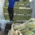 永年芹菜大量有货一手货源价格优惠需要联系我大量