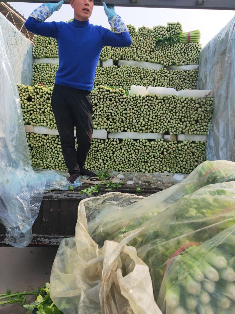 永年芹菜大量有货一手货源价格优惠需要联系我大量