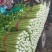 永年芹菜大量有货一手货源价格优惠需要联系我大量