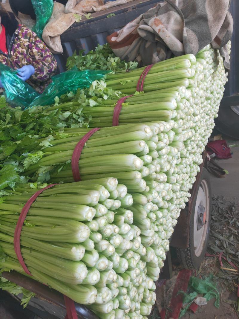 永年芹菜大量有货一手货源价格优惠需要联系我大量