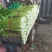 永年芹菜大量有货一手货源价格优惠需要联系我大量