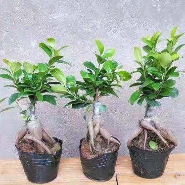 榕树盆景花卉基地直消带盆原土南方北方室内种植