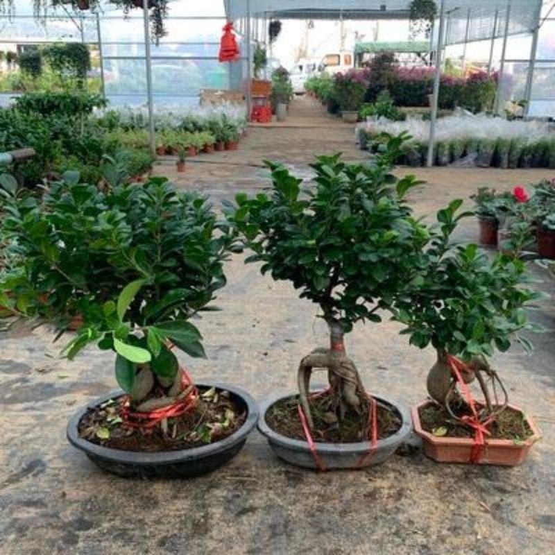 榕树盆景花卉基地直消带盆原土南方北方室内种植