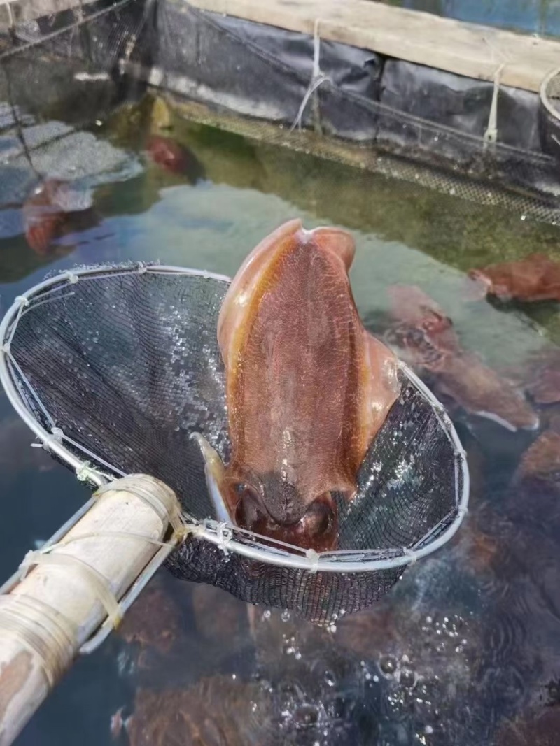 大墨鱼