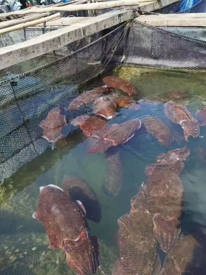 大墨鱼