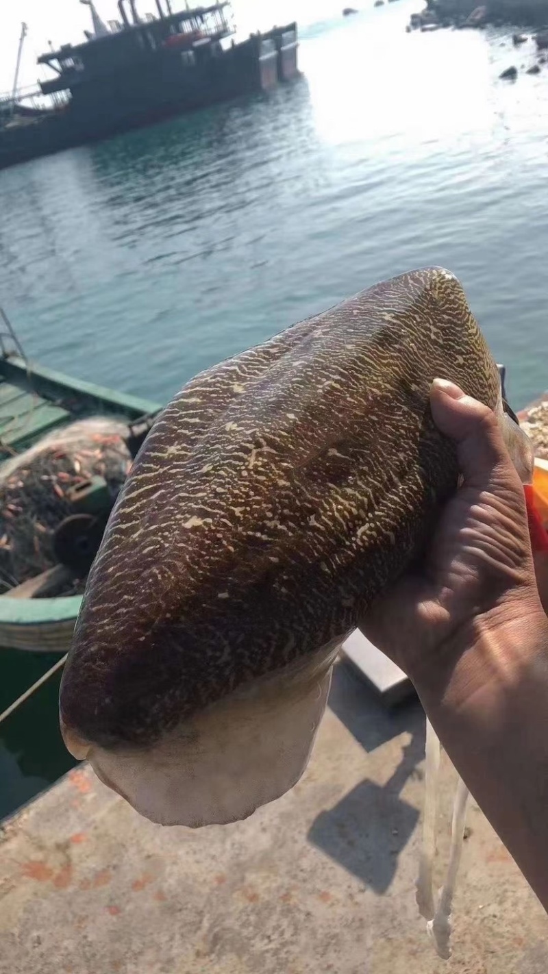 大墨鱼