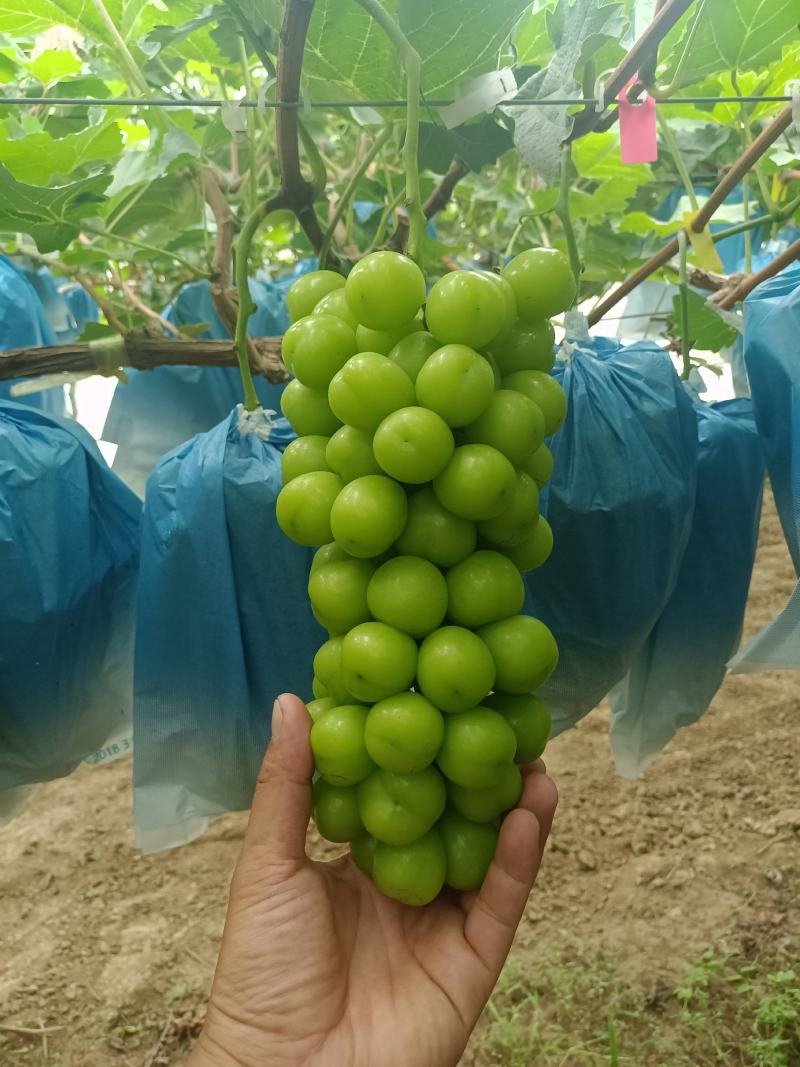 陕西阳光玫瑰葡萄批发，阳光玫瑰葡萄基地，阳光玫瑰产地批发