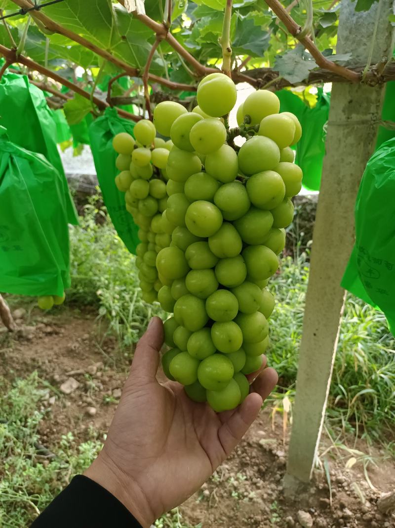 陕西阳光玫瑰葡萄批发，阳光玫瑰葡萄基地，阳光玫瑰产地批发