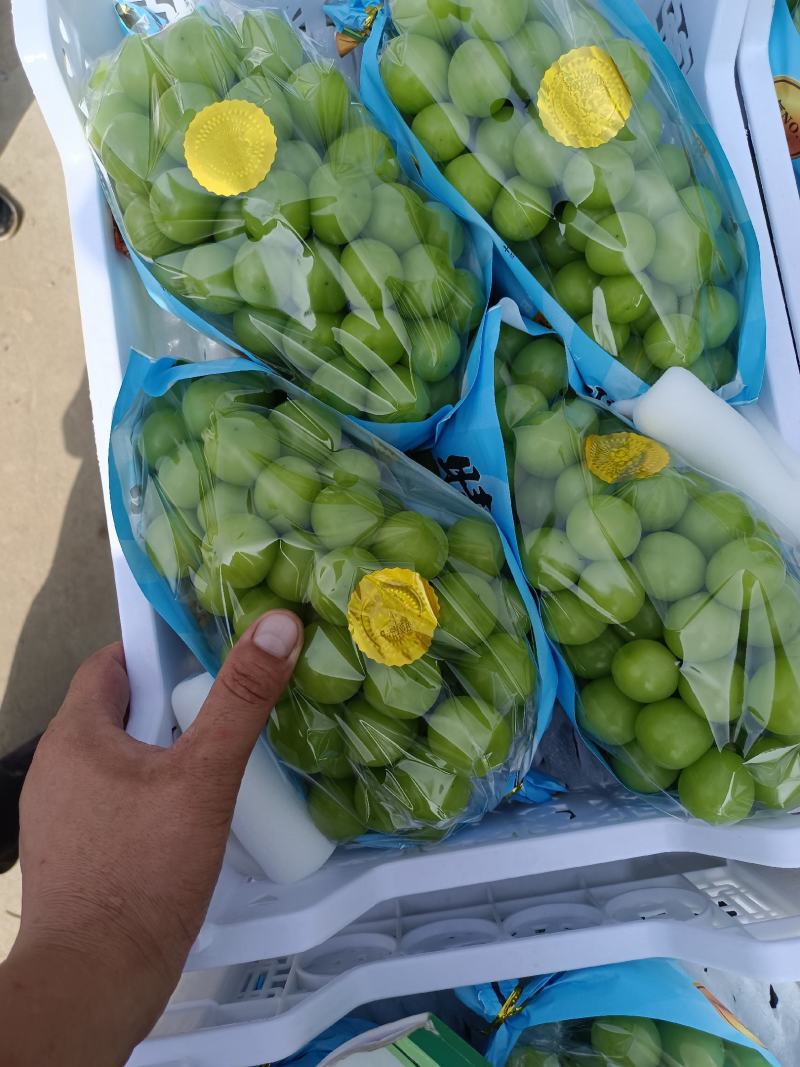 陕西阳光玫瑰葡萄批发，阳光玫瑰葡萄基地，阳光玫瑰产地批发