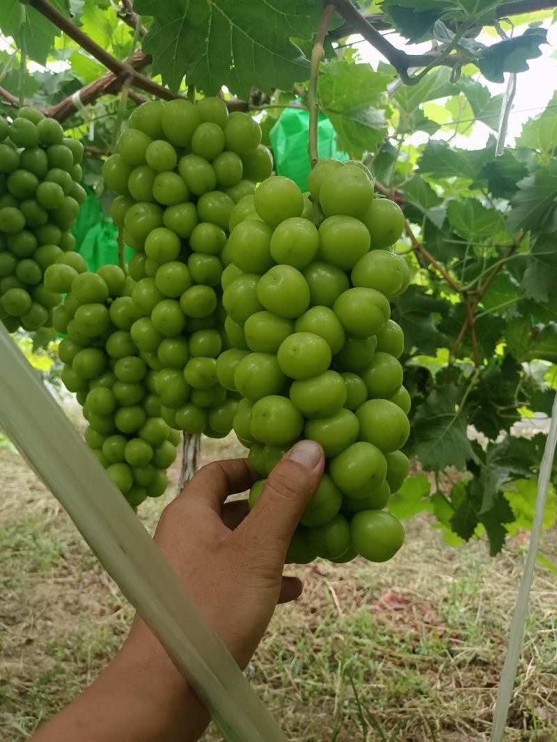 陕西阳光玫瑰葡萄批发，阳光玫瑰葡萄基地，阳光玫瑰产地批发