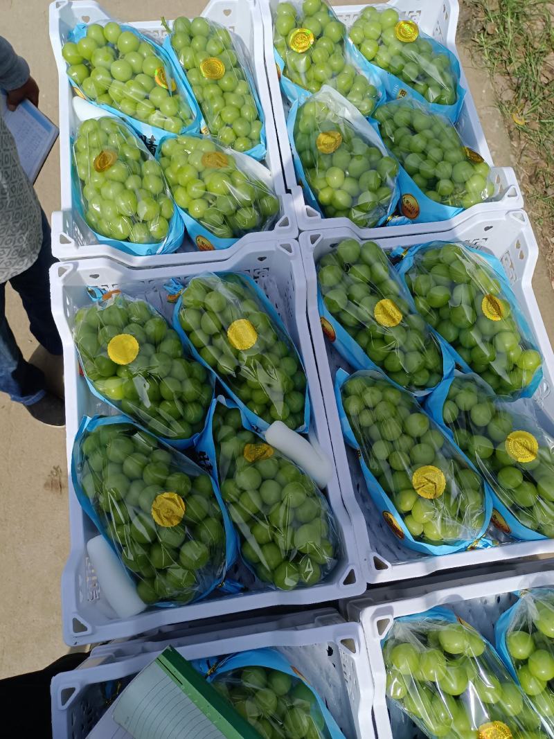 陕西阳光玫瑰葡萄批发，阳光玫瑰葡萄基地，阳光玫瑰产地批发