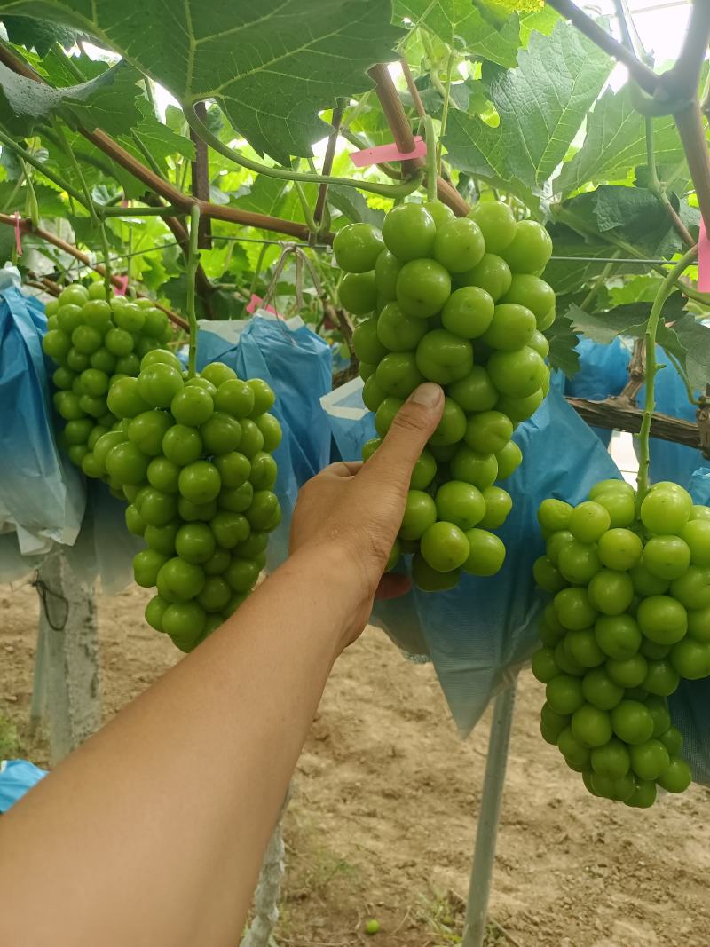 陕西阳光玫瑰葡萄批发，阳光玫瑰葡萄基地，阳光玫瑰产地批发
