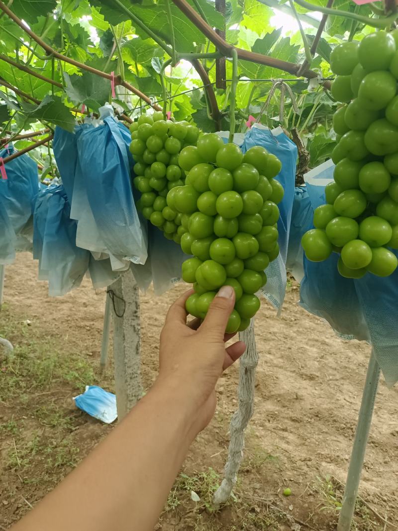 陕西阳光玫瑰葡萄批发，阳光玫瑰葡萄基地，阳光玫瑰产地批发