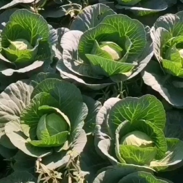 甘蓝