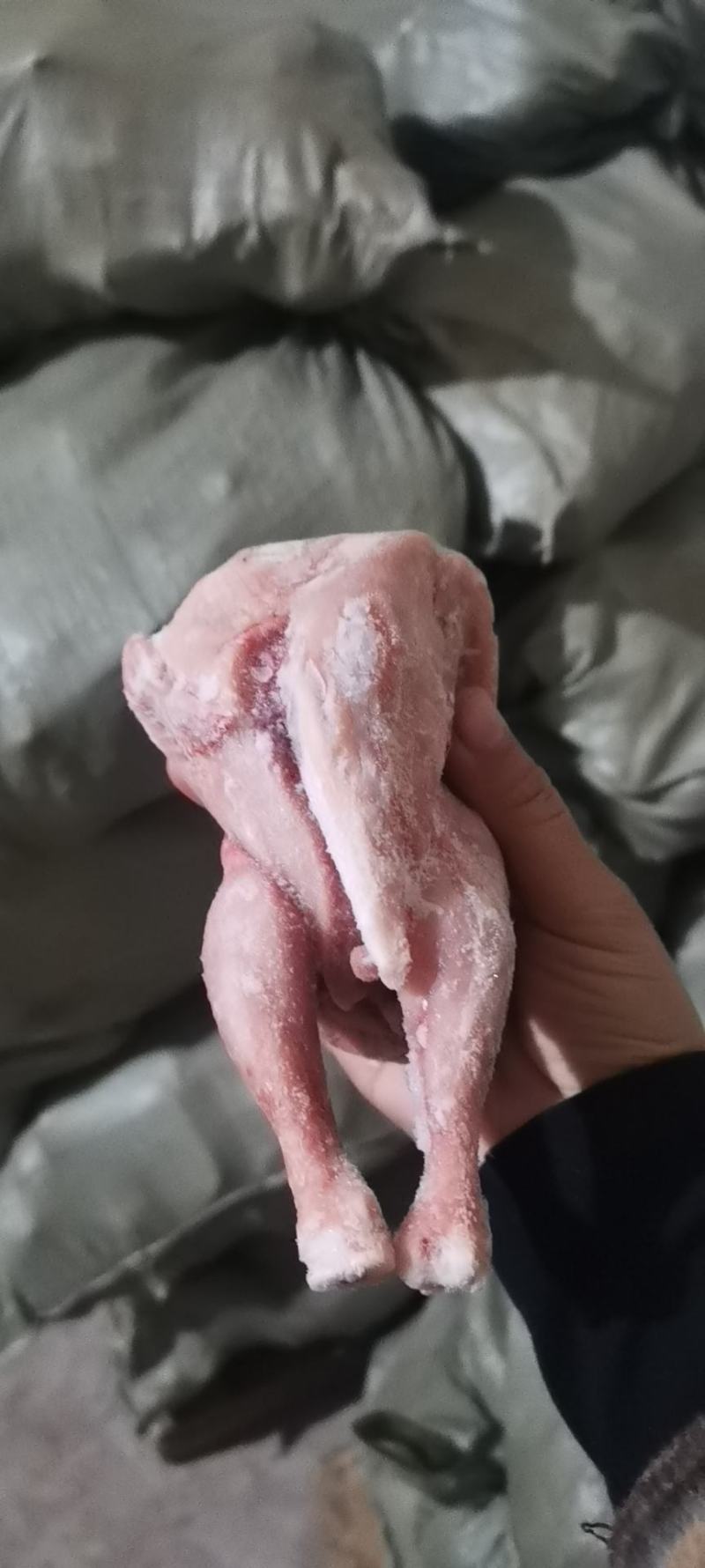 二级西装鸡