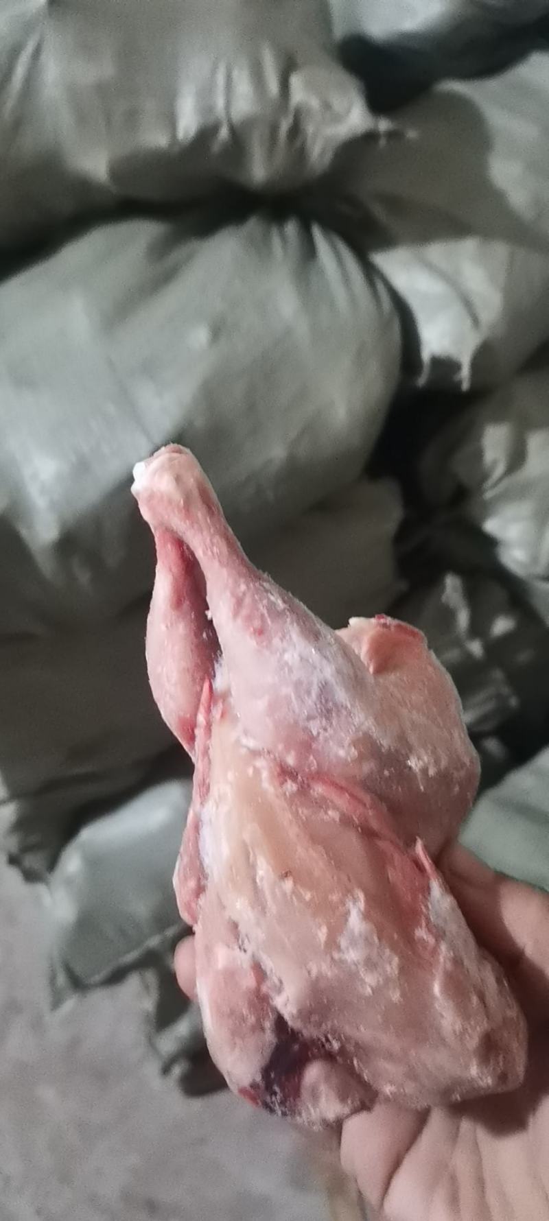 二级西装鸡