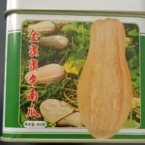 金密密本南瓜种