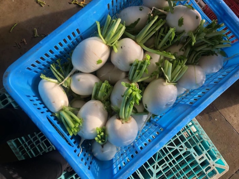 精品圆白萝卜.口感细腻，自家农场种植.大量供应