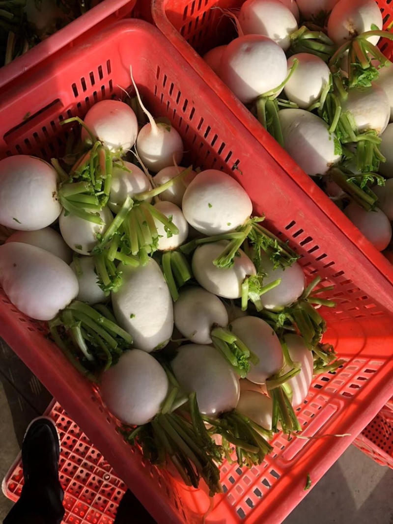 精品圆白萝卜.口感细腻，自家农场种植.大量供应