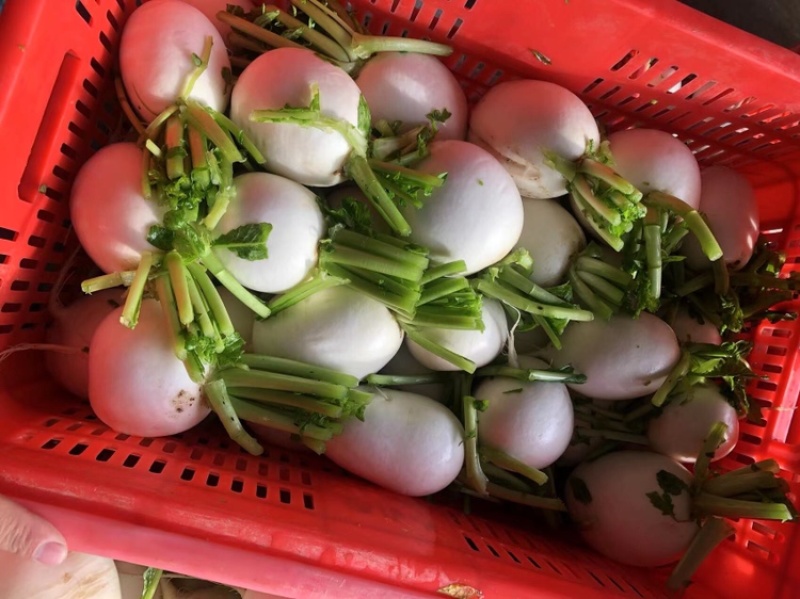精品圆白萝卜.口感细腻，自家农场种植.大量供应