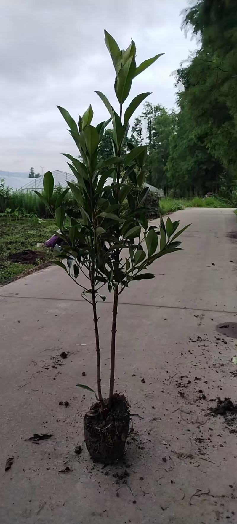 法国冬青杯苗