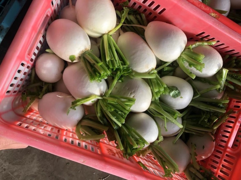 精品圆白萝卜.口感细腻，自家农场种植.大量供应