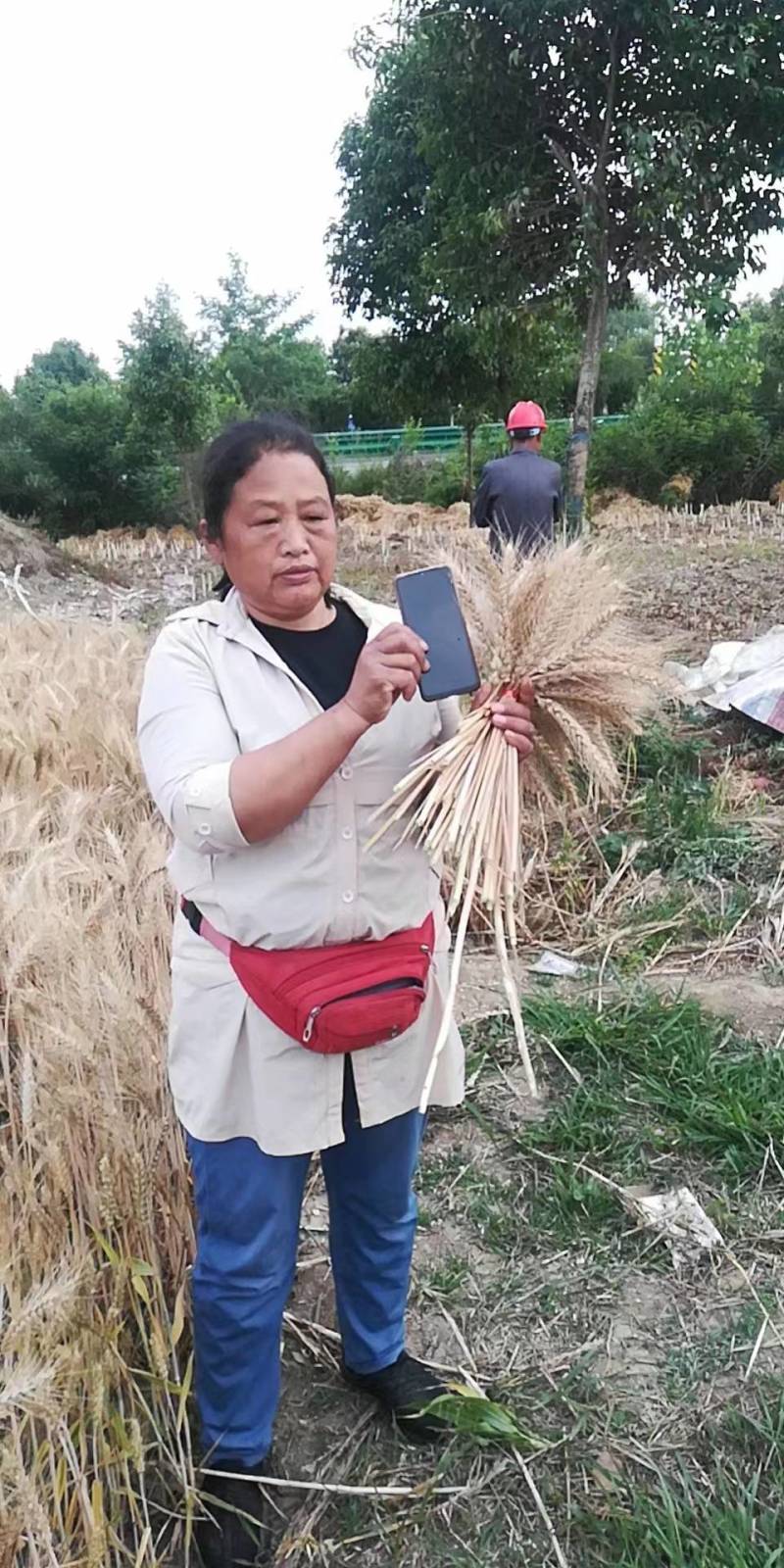 小麦，中国农科院太空小麦，亩产2100斤，穗长30公分