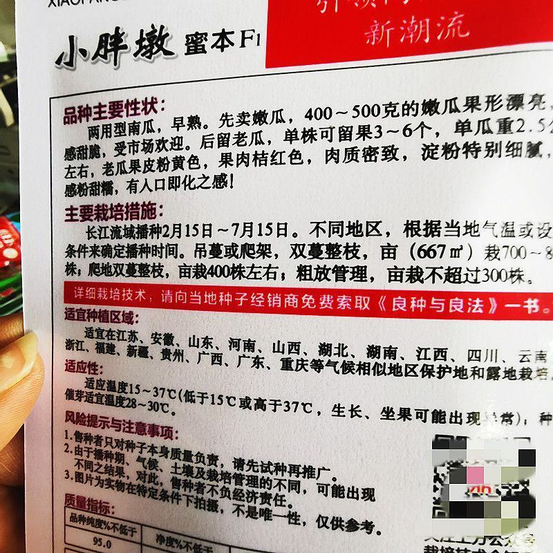 小胖墩蜜本南瓜种子，80粒